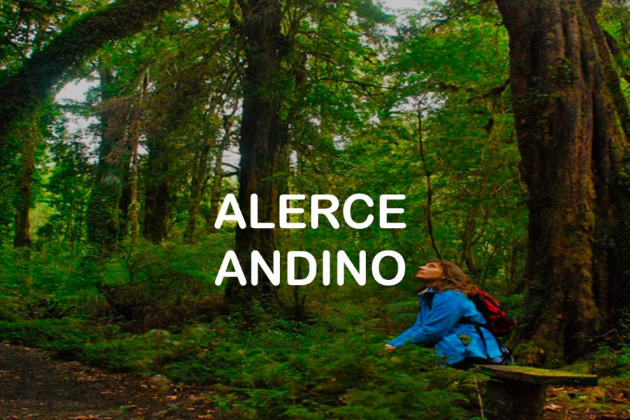 Alerce Andino